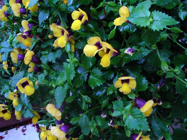 [Late summer flowers 2009 027[4].jpg]