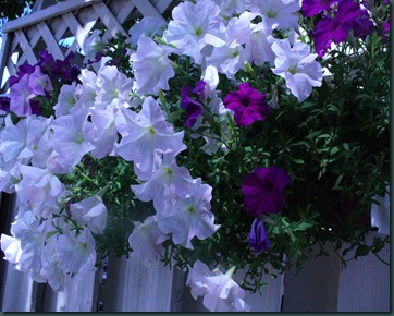 Late summer flowers 2009 011