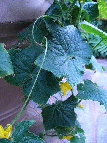 [Late summer flowers 2009 034[4].jpg]