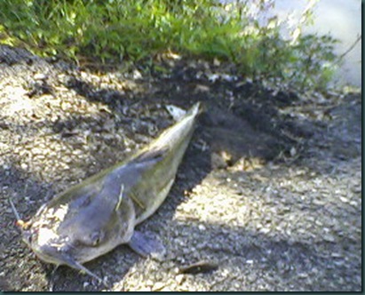 catfish