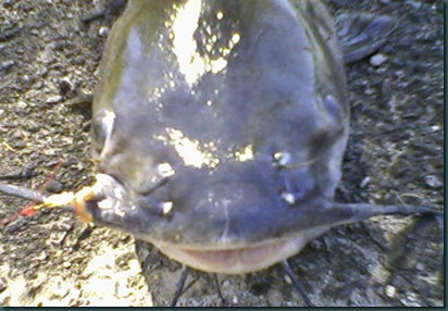 catfish 3