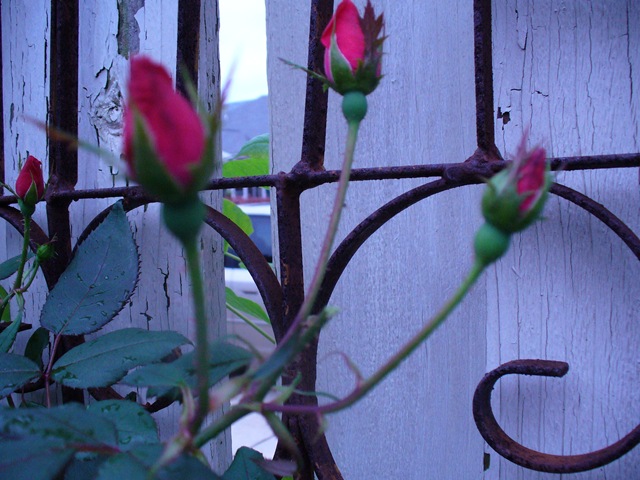 [Very last walk in garden 2009 003[4].jpg]