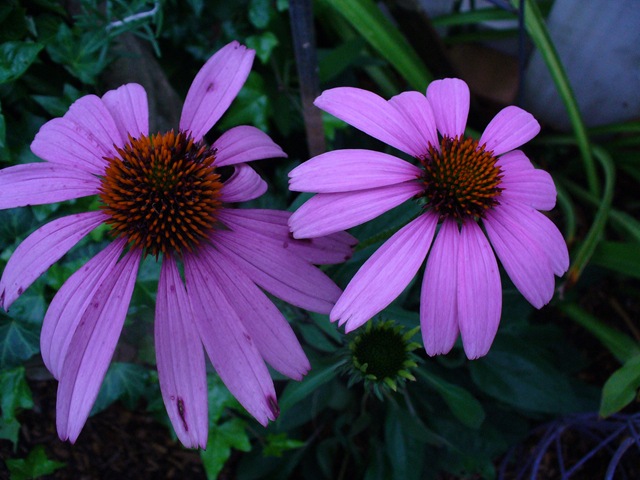 [Very last walk in garden 2009 004[2].jpg]