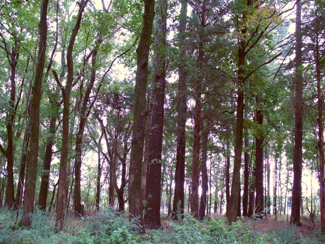 [cooking pics and wordless blog post on trails 2009 021[8].jpg]