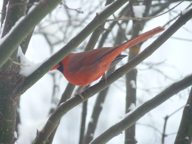[Jan 10 2011 8-9 inches of snow 009[4].jpg]