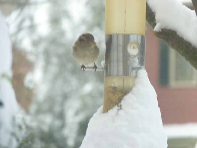[Jan 10 2011 8-9 inches of snow 011[4].jpg]