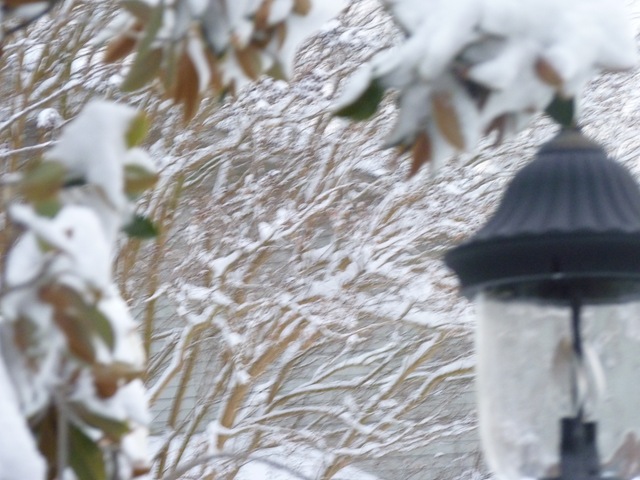 [Jan 10 2011 8-9 inches of snow 004[2].jpg]