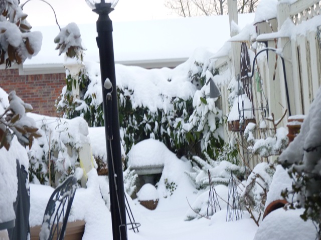 [Jan 10 2011 8-9 inches of snow 007[2].jpg]