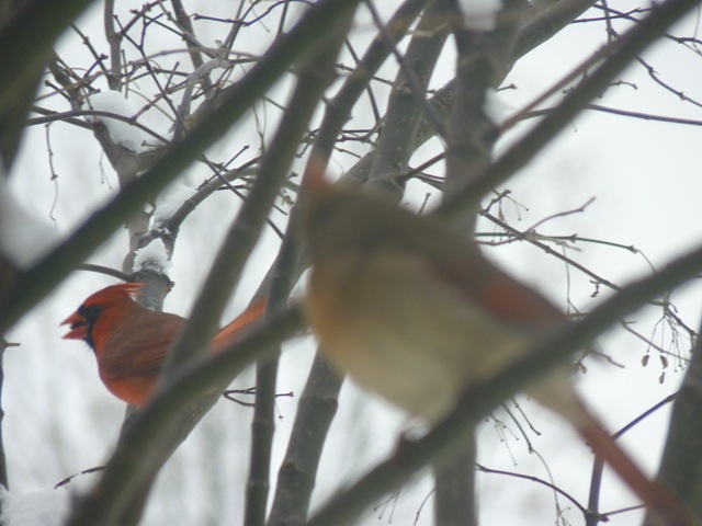 [4 & 20 ____Birds 006[4].jpg]