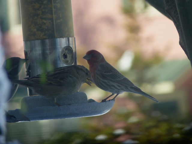 [4 & 20 ____Birds 013[16].jpg]