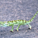 Flap-necked Chameleon