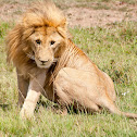 African lion