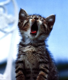 bored cat