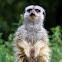 Meerkat