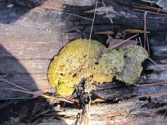 [2011-2-5 Blackforest  (26)[3].jpg]