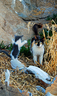 Mykonos, Greece cats