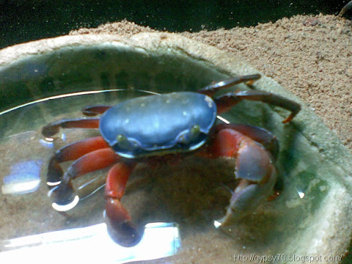 blue crab blue crab