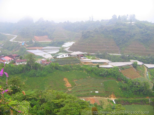 cameron highlands