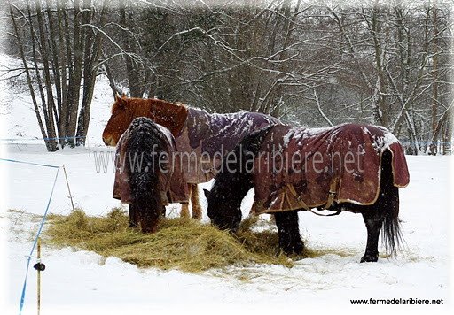 Les chevaux restent dehors malgré la neige. Ils sont bien protégés par les couvertures. Les chevaux restent dehors malgré la neige. Ils sont bien protégés par les couvertures.