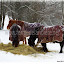 Les chevaux restent dehors malgré la neige. Ils sont bien protégés par les couvertures.