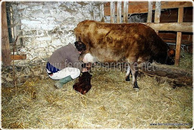 Première tétée pour être sur que le veau boit bien du Colostrum Première tétée pour être sur que le veau boit bien du Colostrum