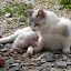 Chatte et chaton au soleil