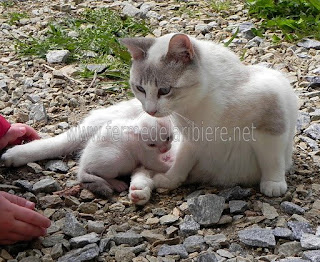 Chatte et chaton au soleil