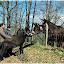 Rencontre avec des baudets du poitou sur le chemin de la randonnée au départ de notre ferme pédagogique.