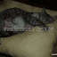 Chattes et chatons à la ferme pédagogique