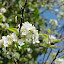 Arbres de la ferme pédagogique en fleurs.