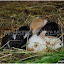 Les petits lapins de la ferme pédagogique.
