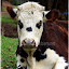 Salsa, notre vache normande