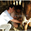 Eric accompagne une personne handicapée dans l'approche de l'animal.