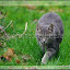Une chatte de la ferme