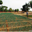 Maraîchage, oignons, salades, piments et tomates en particulier.