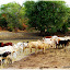 Les vaches locales à bosses.