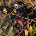Calf