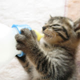 ほ乳瓶をつかんでミルクを飲む長門