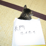 長門がホイホイ釣れます