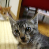 写真に写りたかった長門でした(笑)