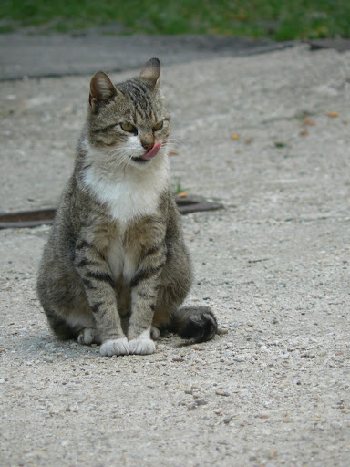  Mâţa din tomberonul 5 (nr.6, iulie 2010)