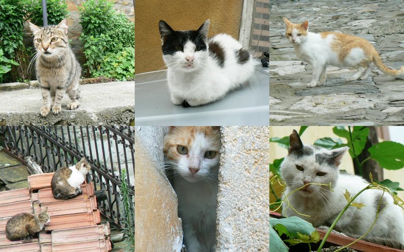 colaj%20matze2 Povestea mâţelor întortocheate