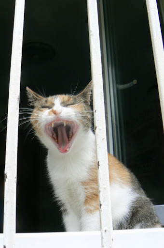  Mâţa din tomberonul 5 (nr.8, august 2010)