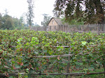 dom-marieantoinette-02.jpg