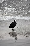 etangsdelaminiere-hiver2010-15.jpg