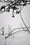 etangsdelaminiere-hiver2010-04.JPG