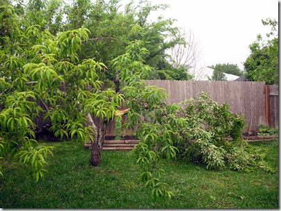 Peach Tree 1 Peach Tree 1