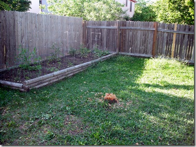 Peach Tree 4 Peach Tree 4