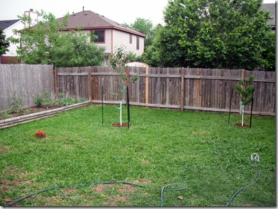 New Trees 2 New Trees 2