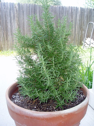 [Rosemary[2].jpg]